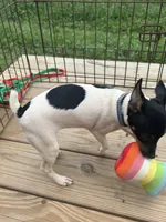Full AKC Mini's Male #2, a male Toy Fox Terrier for sale in Cullowhee, NC – 9 of 10