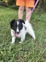 Lucy female full AKC , a female Shetland Sheepdog for sale in Cullowhee, NC – 4 of 10