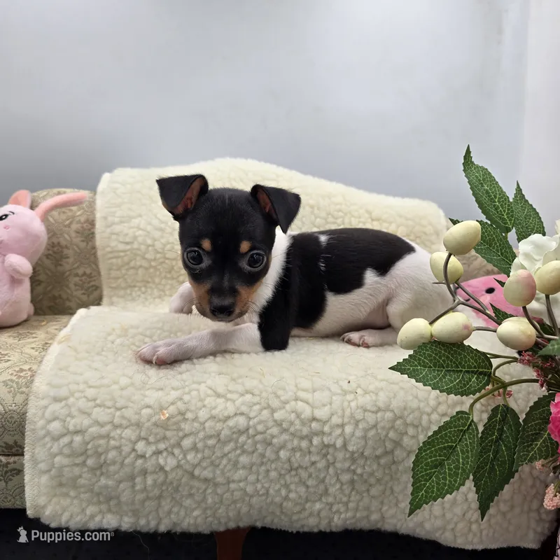Full AKC Mini's Male # 3 – Toy Fox Terrier puppy for sale in Cullowhee, NC