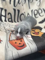 Panda female 1 full AKC , a female Chihuahua for sale in Cullowhee, NC – 6 of 10