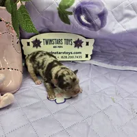 Full Akc Charolette's chocolate merle female, a female Chihuahua for sale in Cullowhee, NC – 9 of 10