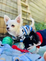 Full AKC Snowy Hidden Merle male, a male Chihuahua for sale in Cullowhee, NC – 5 of 10