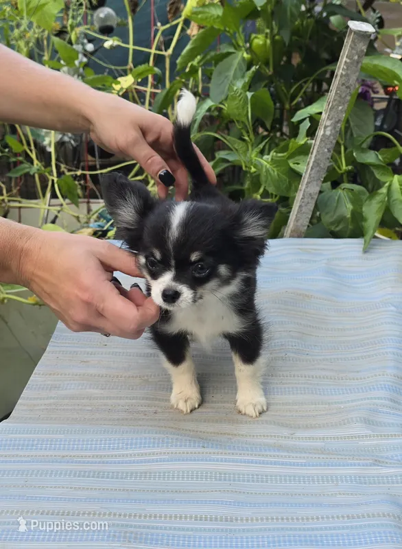 Full AKC Jack Male  – Chihuahua puppy for sale in Cullowhee, NC