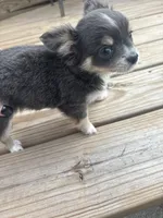blue female long coat full AKC , a female Chihuahua for sale in Cullowhee, NC – 10 of 10