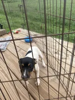 No papers Mini's Male # 1, a male Toy Fox Terrier for sale in Cullowhee, NC – 8 of 10