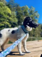 Belles  full AKC , a female Shetland Sheepdog for sale in Cullowhee, NC – 4 of 9