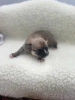 Full AKC Summer Female2, a female Chihuahua for sale in Cullowhee, NC – 8 of 10