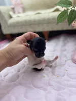 Cupcake tri male, a male Toy Fox Terrier for sale in Cullowhee, NC – 6 of 10