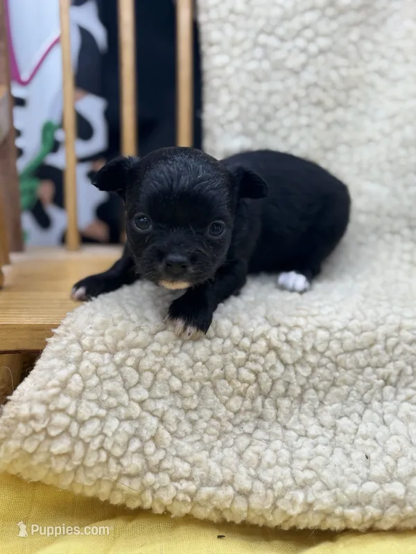 JDs black n white LC female  – Chihuahua puppy for sale in Cullowhee, NC