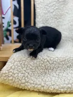 JDs black n white LC female , a female Chihuahua for sale in Cullowhee, NC – 1 of 10