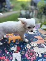 Full AKC Snowy Hidden Merle male, a male Chihuahua for sale in Cullowhee, NC – 6 of 10