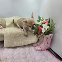 Full AKC Summer Male 1, a male Chihuahua for sale in Cullowhee, NC – 8 of 10
