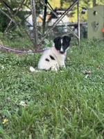 Lucy female full AKC , a female Shetland Sheepdog for sale in Cullowhee, NC – 6 of 10