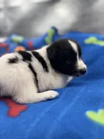 Lucy’s male full AKC color head , a male Shetland Sheepdog for sale in Cullowhee, NC – 3 of 10