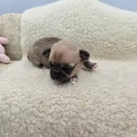 Zoey Full Akc male, a male Chihuahua for sale in Cullowhee, NC – 8 of 10