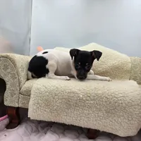 Cupcake tri female , a female Toy Fox Terrier for sale in Cullowhee, NC – 3 of 10
