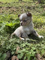 Chocolate Merle female full  AKC , a female Chihuahua for sale in Cullowhee, NC – 10 of 10