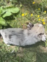 Chocolate Merle female full  AKC , a female Chihuahua for sale in Cullowhee, NC – 6 of 10
