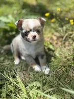 Chocolate Merle female full  AKC , a female Chihuahua for sale in Cullowhee, NC – 2 of 10