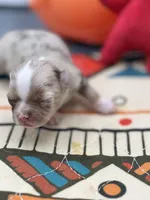 Charlotte female full  AKC , a female Chihuahua for sale in Cullowhee, NC – Photo 1 of 10