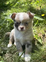 Chocolate Merle female full  AKC , a female Chihuahua for sale in Cullowhee, NC – 9 of 10