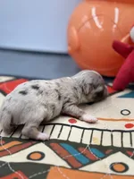 Charlotte female full  AKC , a female Chihuahua for sale in Cullowhee, NC – Photo 5 of 10