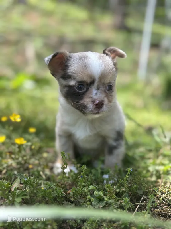Chocolate Merle female full  AKC  – Chihuahua puppy for sale in Cullowhee, NC