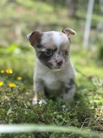 Chocolate Merle female full  AKC , a female Chihuahua for sale in Cullowhee, NC – 1 of 10