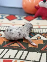 Charlotte female full  AKC , a female Chihuahua for sale in Cullowhee, NC – Photo 10 of 10