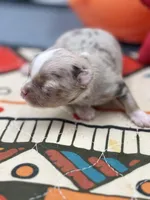 Charlotte female full  AKC , a female Chihuahua for sale in Cullowhee, NC – Photo 7 of 10