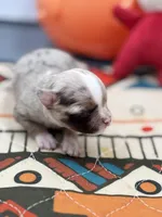 Charlotte female full  AKC , a female Chihuahua for sale in Cullowhee, NC – Photo 2 of 10