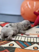 Charlotte female full  AKC , a female Chihuahua for sale in Cullowhee, NC – Photo 3 of 10