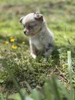 Chocolate Merle female full  AKC , a female Chihuahua for sale in Cullowhee, NC – 3 of 10