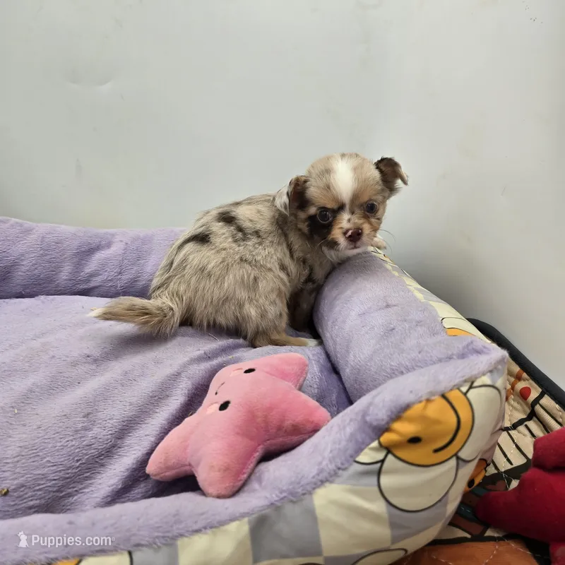Charlotte female full  AKC  – Chihuahua puppy for sale in Cullowhee, NC