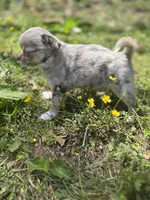 Chocolate Merle female full  AKC , a female Chihuahua for sale in Cullowhee, NC – 8 of 10