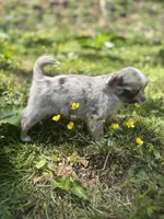 Chocolate Merle female full  AKC , a female Chihuahua for sale in Cullowhee, NC – 7 of 10