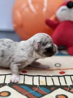 Charlotte female full  AKC , a female Chihuahua for sale in Cullowhee, NC – Photo 8 of 10