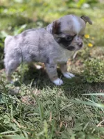 Chocolate Merle female full  AKC , a female Chihuahua for sale in Cullowhee, NC – 5 of 10