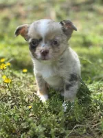 Chocolate Merle female full  AKC , a female Chihuahua for sale in Cullowhee, NC – 4 of 10