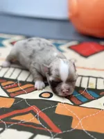 Charlotte female full  AKC , a female Chihuahua for sale in Cullowhee, NC – Photo 4 of 10