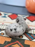 Charlotte female full  AKC , a female Chihuahua for sale in Cullowhee, NC – Photo 6 of 10