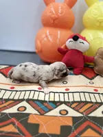 Charlotte female full  AKC , a female Chihuahua for sale in Cullowhee, NC – Photo 9 of 10