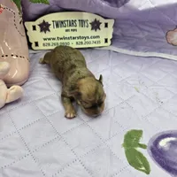Full Akc Dixie Sable Merle, a male Chihuahua for sale in Cullowhee, NC – 2 of 10