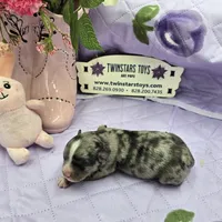 Full Akc Charlotte Blue merle female, a female Chihuahua for sale in Cullowhee, NC – 9 of 10
