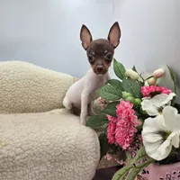 Cupcake tiny chocolate male, a male Toy Fox Terrier for sale in Cullowhee, NC – 6 of 10