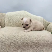 Kitkat Full Akc Champion sired female, a female Chihuahua for sale in Cullowhee, NC – 6 of 10