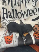 Panda male 1 full AKC , a male Chihuahua for sale in Cullowhee, NC – 10 of 10