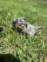 JDs Blue Merle LC Full AKC , a female Chihuahua for sale in Cullowhee, NC – 2 of 10