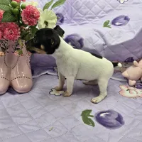 Minnie's boy full Akc, a male Toy Fox Terrier for sale in Cullowhee, NC – 4 of 10