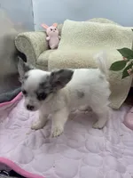 Full AKC Blue Eyed Jill female, a female Chihuahua for sale in Cullowhee, NC – 4 of 10